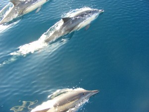 Dolphins off the port bow!