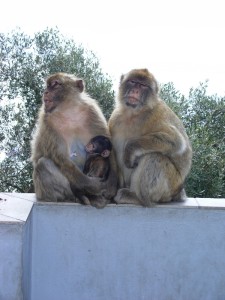 Barbary apes doing the cute thing for the tourists