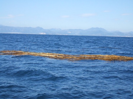 Flood debris at sea after all the recent rain - one small patch!
