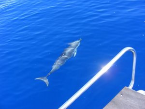 A nice, clear view of a dolphin off the port bow of "Rampage" en route from Mallorca to Sardinia
