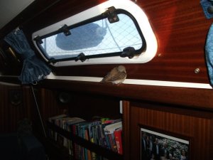 Our feathered friend settles down for the night, just above the passage berth in the saloon.
