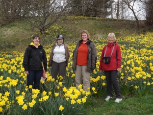The Stunning Ruins among the daffodils in Peebles!